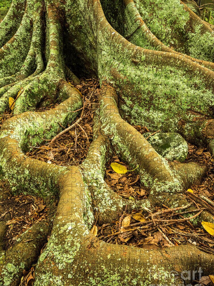 Tree Jigsaw Puzzle featuring the photograph Moreton Bay Fig by Werner Padarin