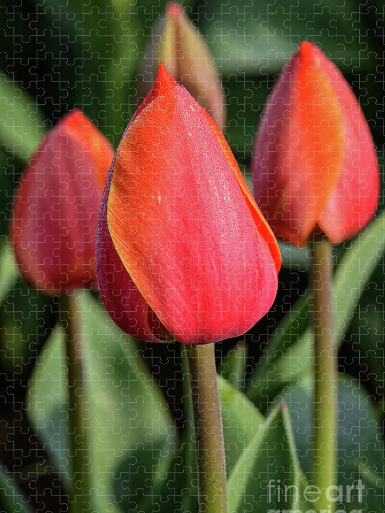 Tulips Jigsaw Puzzle featuring the photograph Morning Dew by Craig Leaper