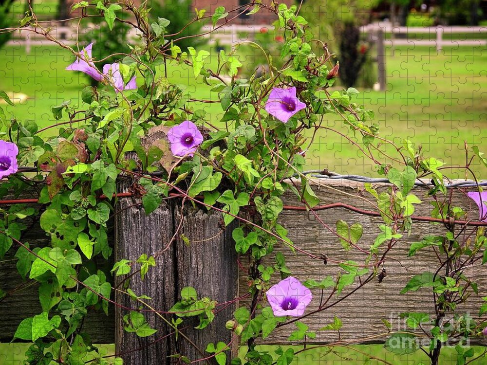 Morning Glory Jigsaw Puzzle featuring the photograph Morning Glory by Ella Kaye Dickey