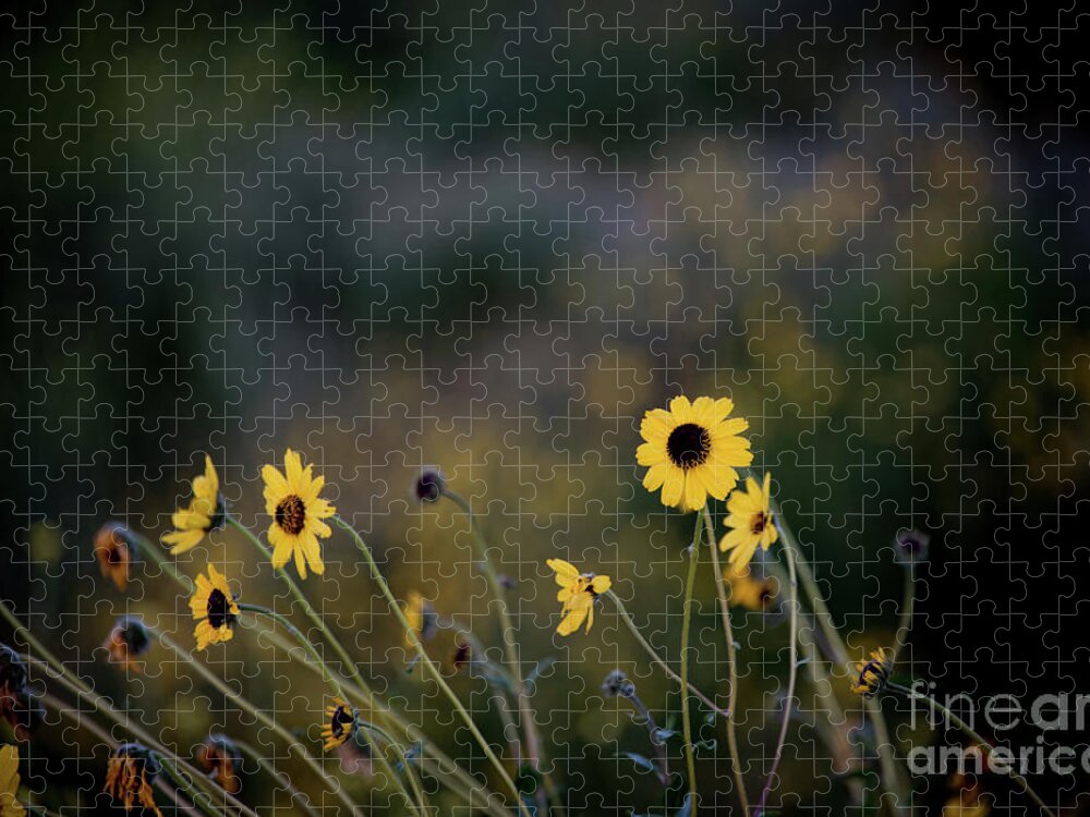 Morning Light Jigsaw Puzzle featuring the photograph Morning Light by Kelly Wade