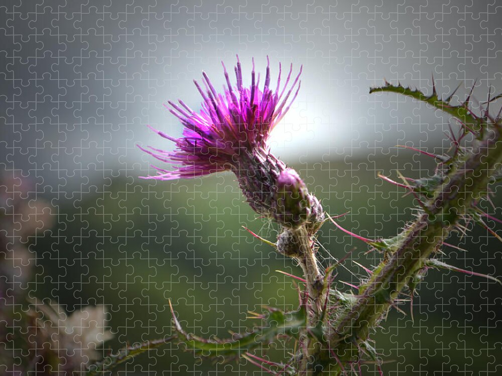 Thistle Jigsaw Puzzle featuring the photograph Morning Purple Thistle. by Terence Davis