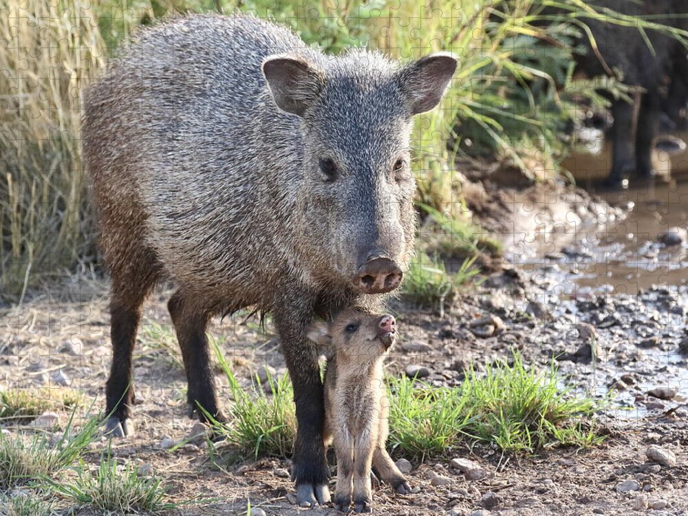 Arizona Jigsaw Puzzle featuring the photograph Mother and Baby Javelina by Steve Wolfe