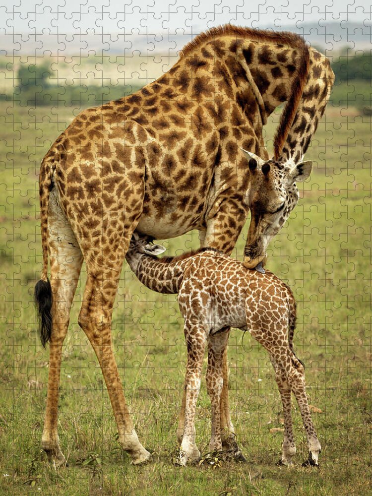 Giraffes Jigsaw Puzzle featuring the photograph Mother and child giraffes by Steven Upton