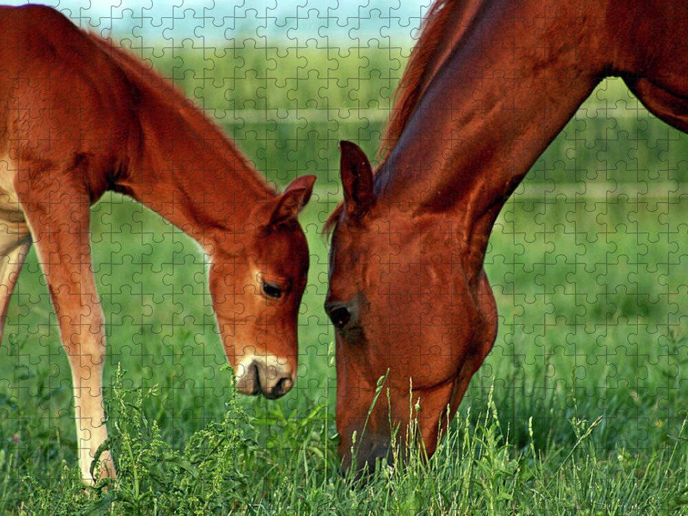 Horse Jigsaw Puzzle featuring the photograph Mother and Foal 3377 H_2 by Steven Ward