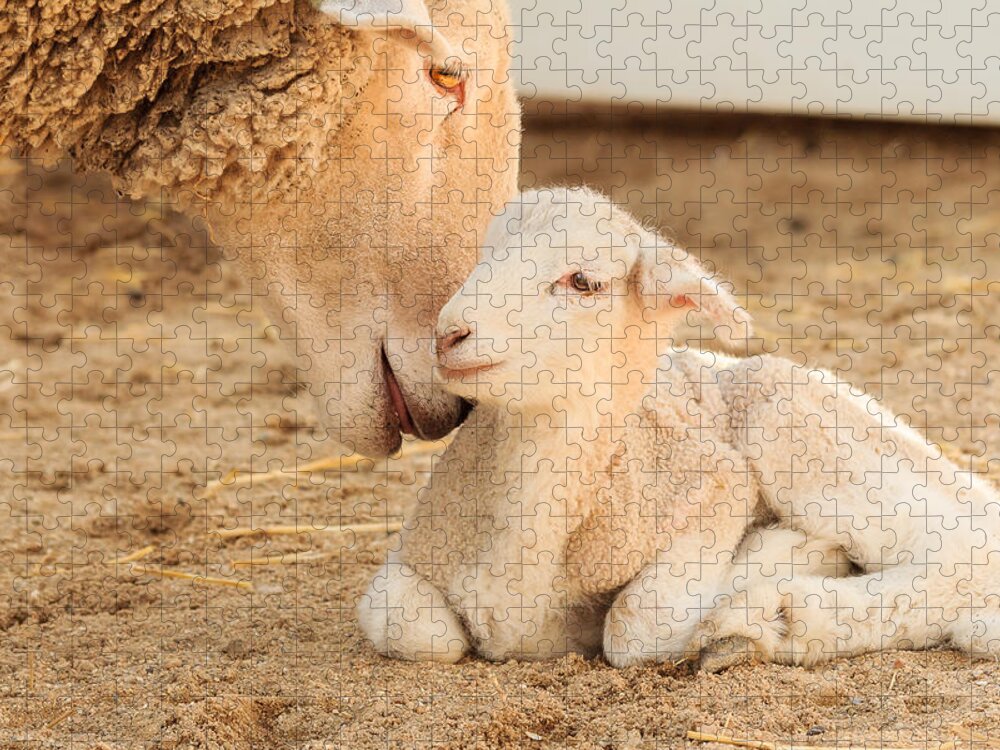 Cosley Zoo Jigsaw Puzzle featuring the photograph Mother Sheep with Newborn Lamb by Joni Eskridge
