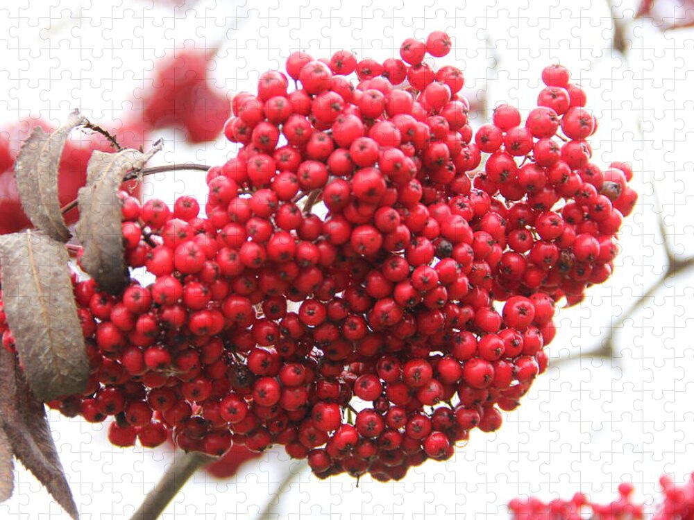 Mountain Ash Jigsaw Puzzle featuring the photograph Mountain Ash Berries by Allen Nice-Webb