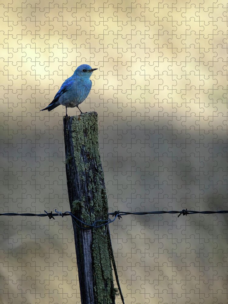 Apache-sitgreaves Nf Jigsaw Puzzle featuring the photograph Mountain Bluebird on Wood Fence Post by Mary Lee Dereske