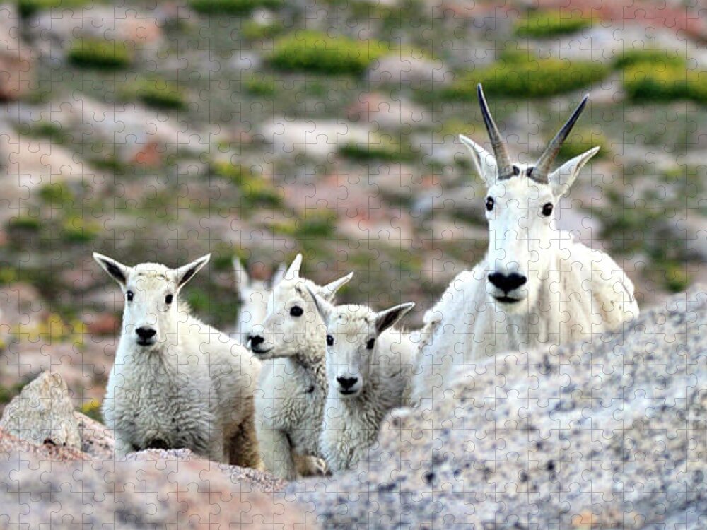 Mountain Goat Jigsaw Puzzle featuring the photograph Mountain Goat Family Panorama by Scott Mahon