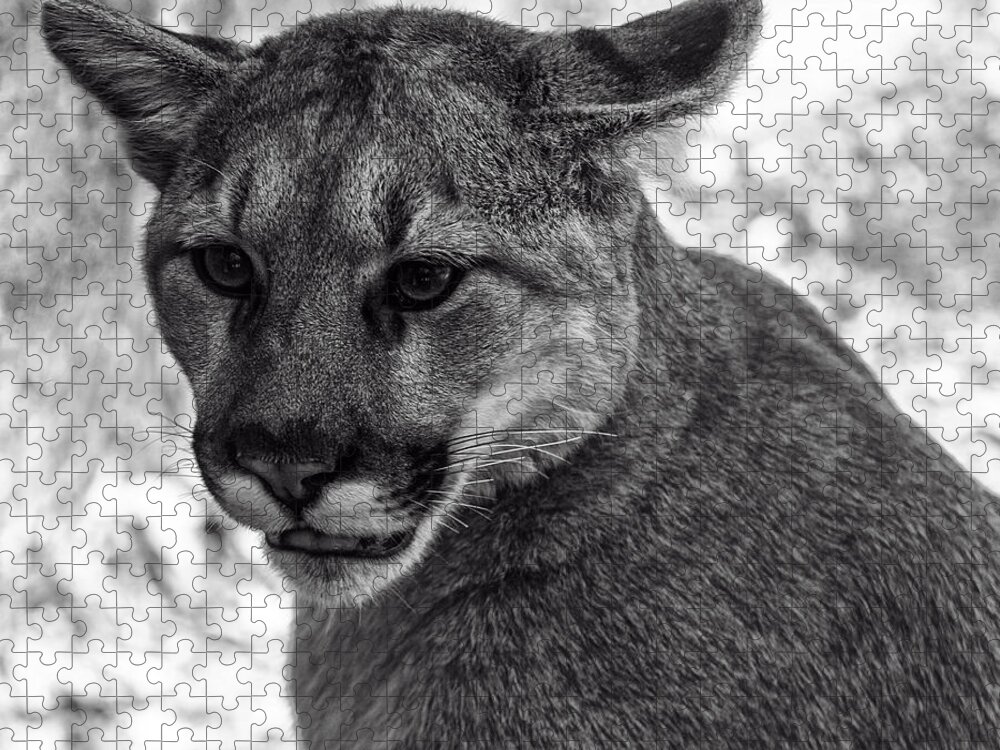 Animals Jigsaw Puzzle featuring the photograph Mountain Lion BW by Flees Photos