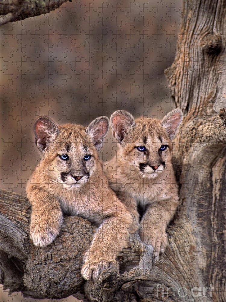 Dave Welling Jigsaw Puzzle featuring the photograph Mountain Lion Cubs Felis Concolor Captive by Dave Welling