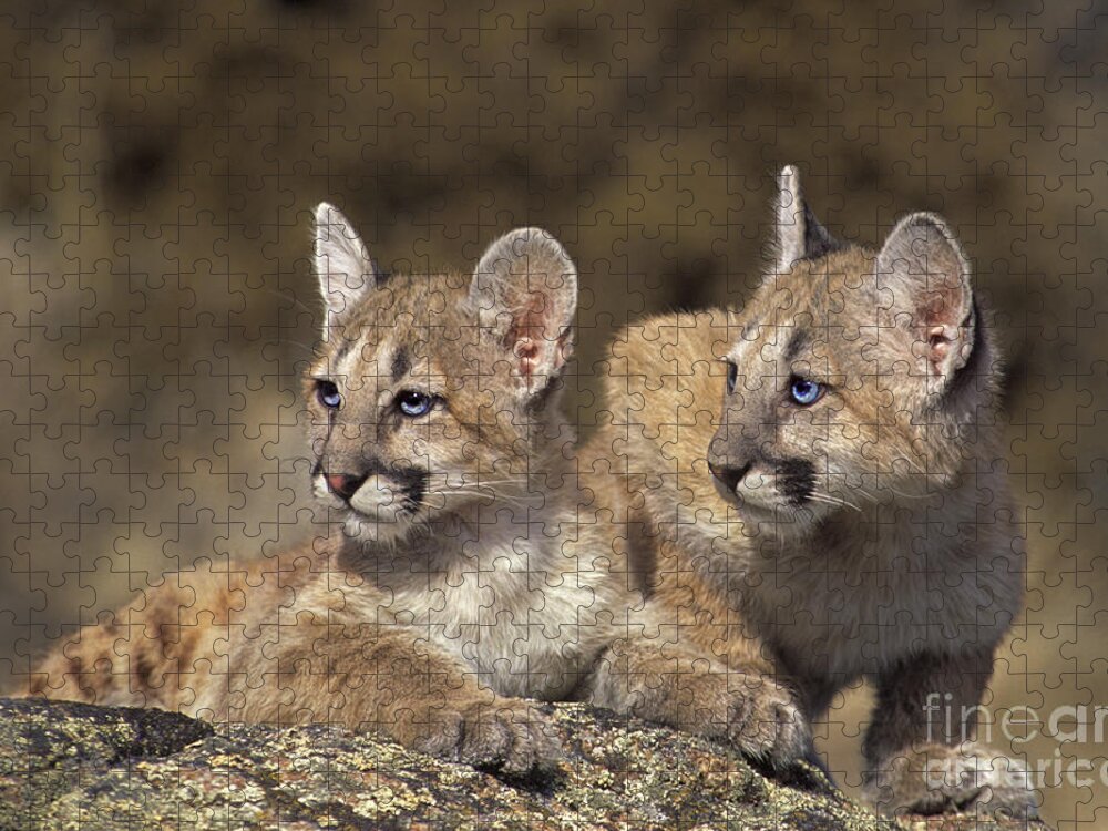 Mountain Lion Jigsaw Puzzle featuring the photograph Mountain Lion Cubs on Rock Outcrop by Dave Welling