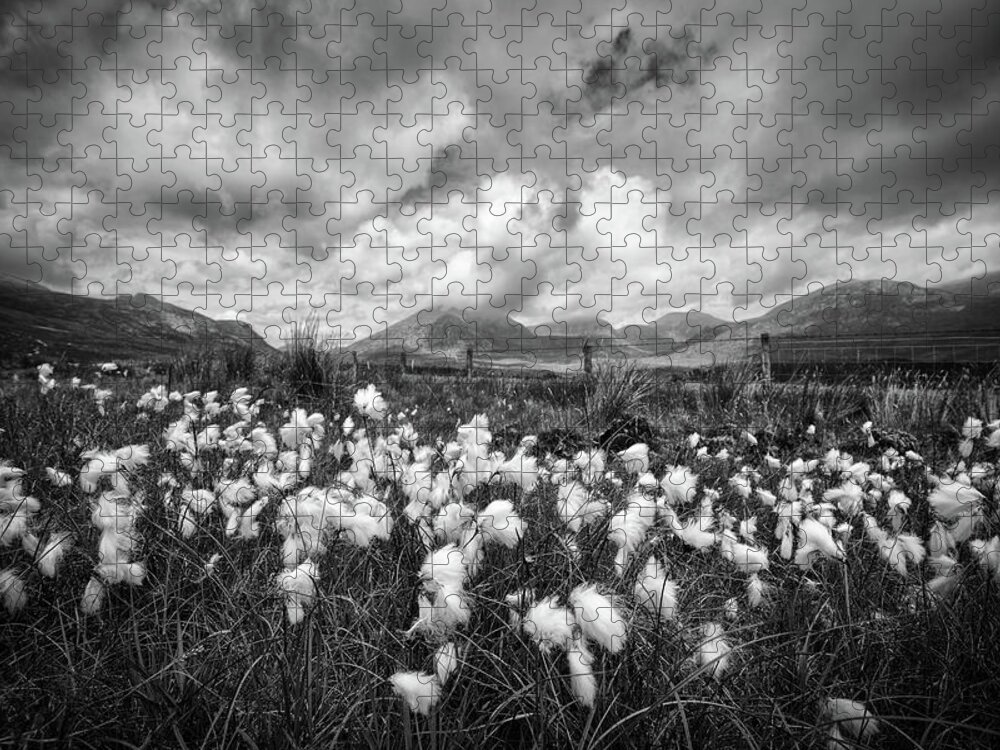Grass Jigsaw Puzzle featuring the photograph Mournes Bog Cotton by Nigel R Bell