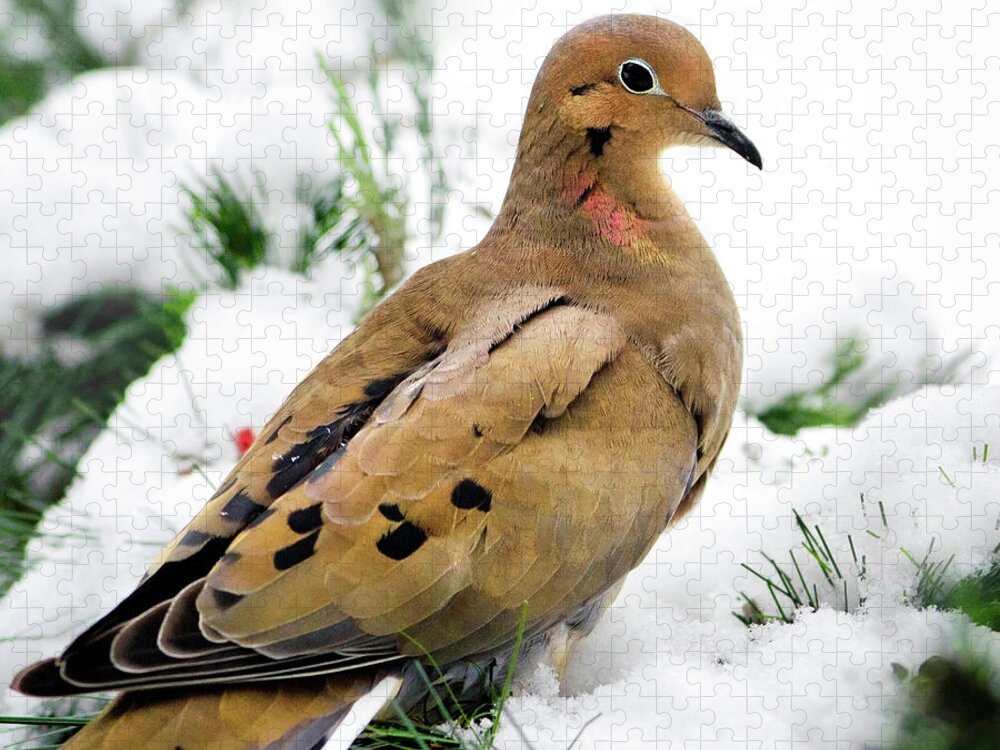 Dove Jigsaw Puzzle featuring the photograph Mourning Dove Square by Christina Rollo