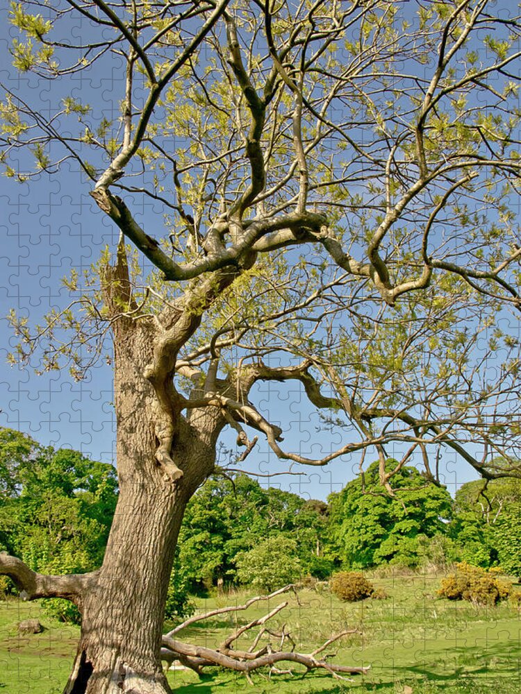 Tree Jigsaw Puzzle featuring the photograph Moving Up. by Elena Perelman