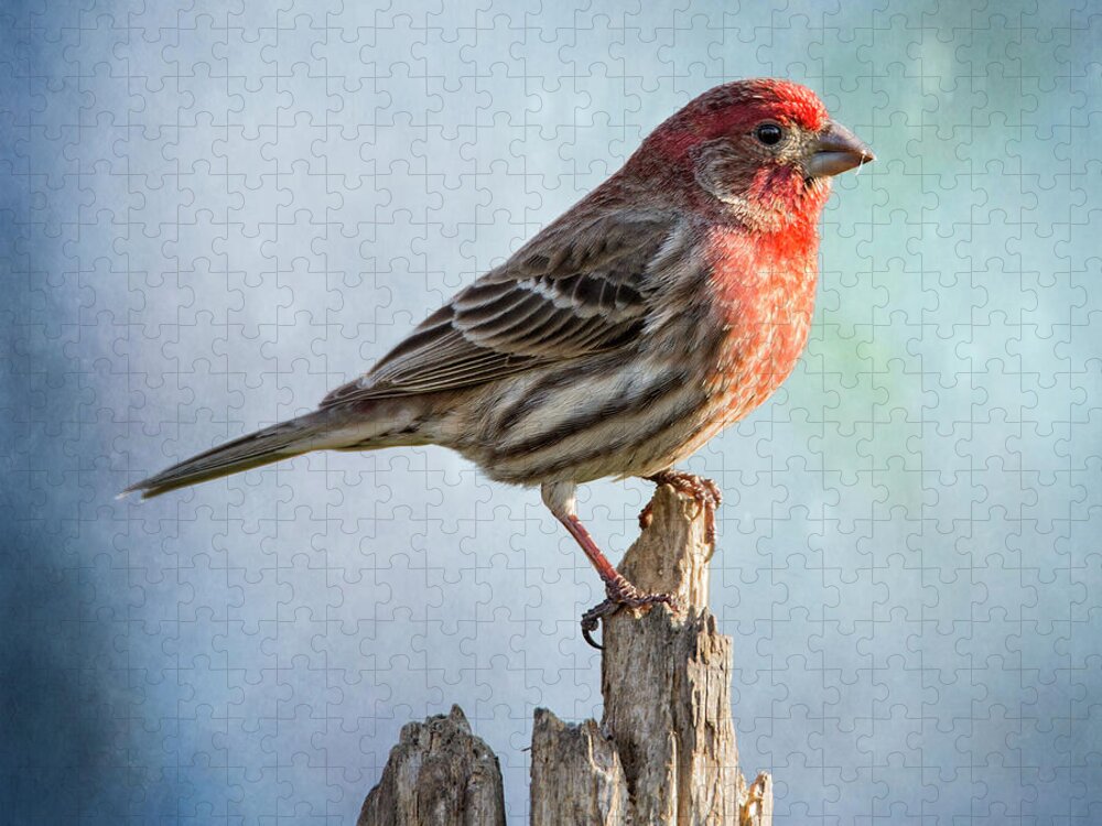 Chordata Jigsaw Puzzle featuring the photograph Mr House Finch Perched On Blues by Bill and Linda Tiepelman