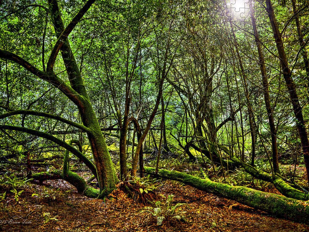 Landscape Jigsaw Puzzle featuring the photograph Muir Woods Rejuvenation by Brian Tada