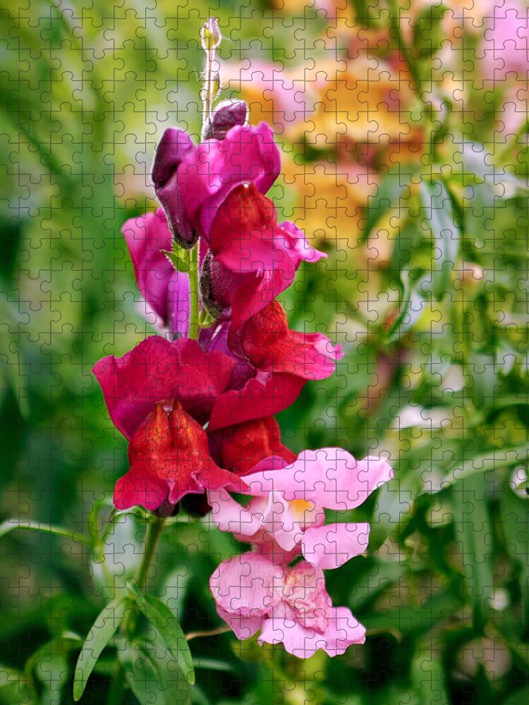 Snapdragon Jigsaw Puzzle featuring the photograph Multicolor Snapdragon Snaptastic by Rona Black