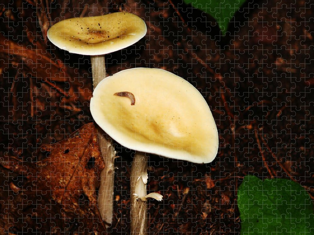 Copyright 2010 Cheryl Schuh Jigsaw Puzzle featuring the photograph Mushrooms in the Forest by Cheryl Day