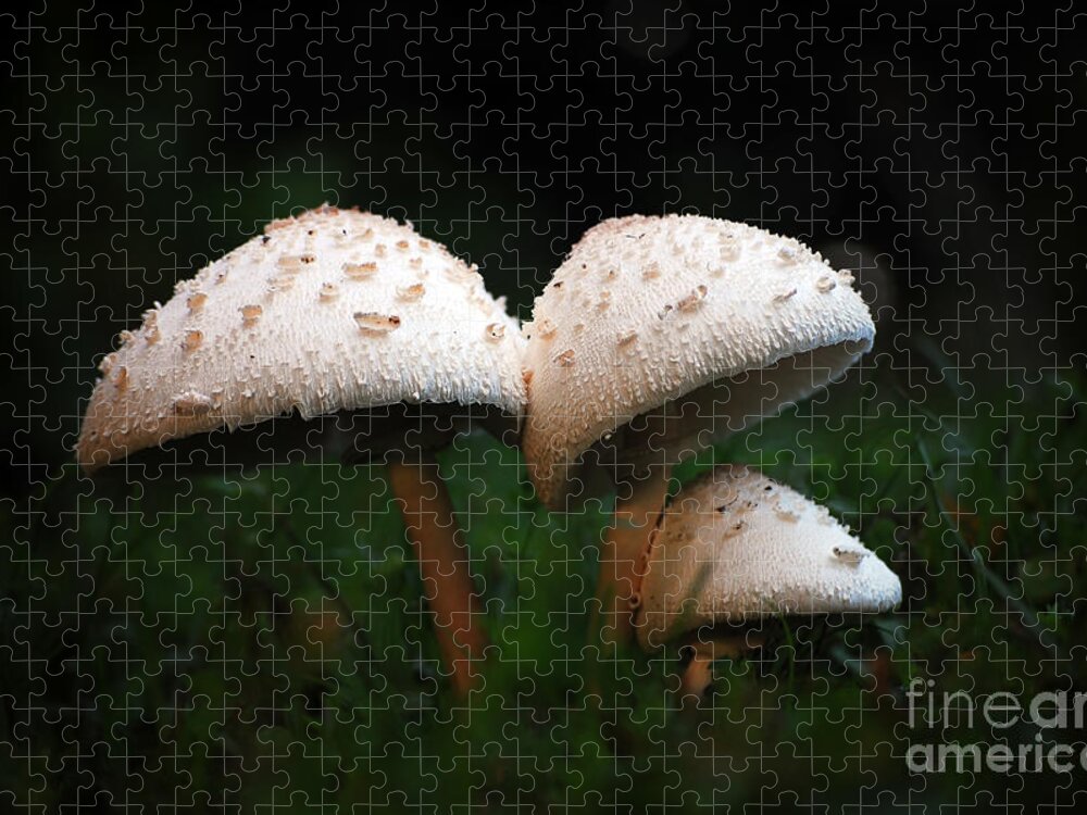 Mushrooms Jigsaw Puzzle featuring the photograph Mushrooms in the morning by Robert Meanor