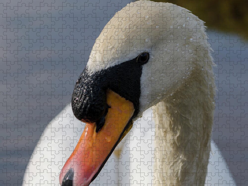 Swan Jigsaw Puzzle featuring the photograph Mute swan cob by Steev Stamford