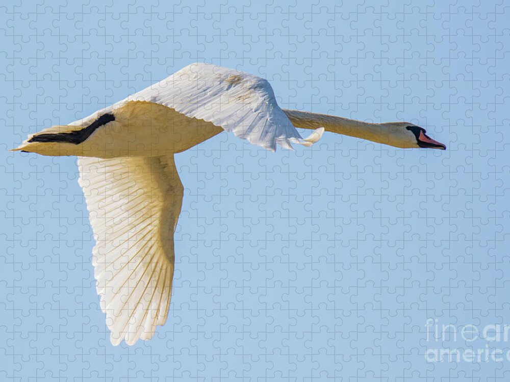 Anatidae Jigsaw Puzzle featuring the photograph Mute swan by Jivko Nakev