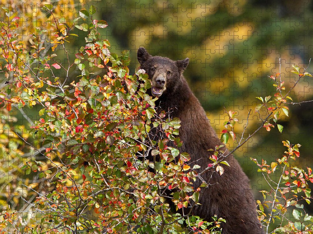 Bear Jigsaw Puzzle featuring the photograph My Berries by Shari Sommerfeld