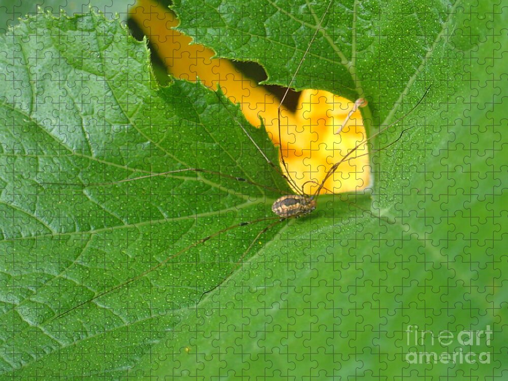 Nature Jigsaw Puzzle featuring the photograph Narrow Leaf Gorge by Christina Verdgeline