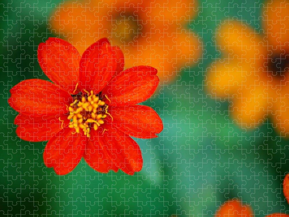 Orange Daisy Jigsaw Puzzle featuring the photograph Nature's Glow by Debbie Karnes