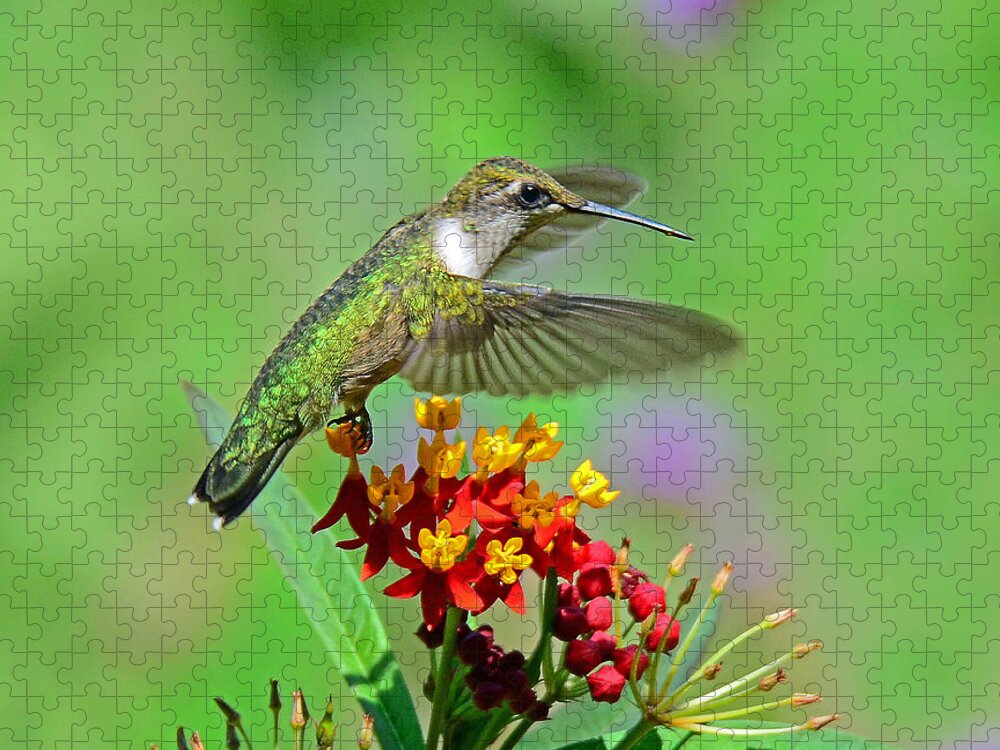 Hummingbird Jigsaw Puzzle featuring the photograph Nature's Majesty by Rodney Campbell
