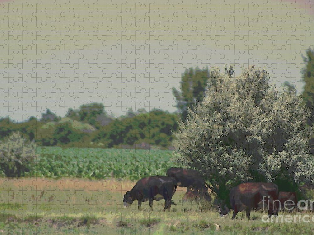 Nebraska Farm Life Jigsaw Puzzle featuring the photograph Nebraska Farm Life - Black Cows Grazing by Colleen Cornelius