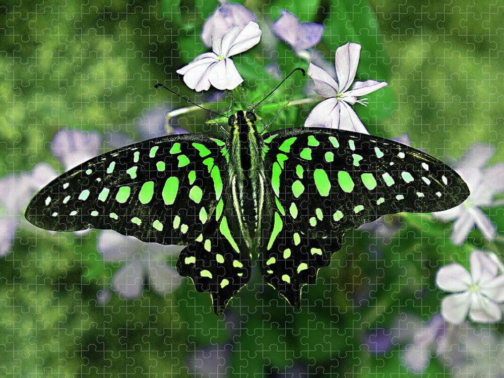 Tailed Jay Butterfly Jigsaw Puzzle featuring the photograph Neon --- Tailed Jay Butterfly by Bob Johnson