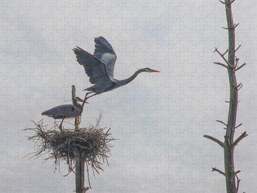 Birds Jigsaw Puzzle featuring the photograph Nesting Great Blue Heron by Betty Pauwels