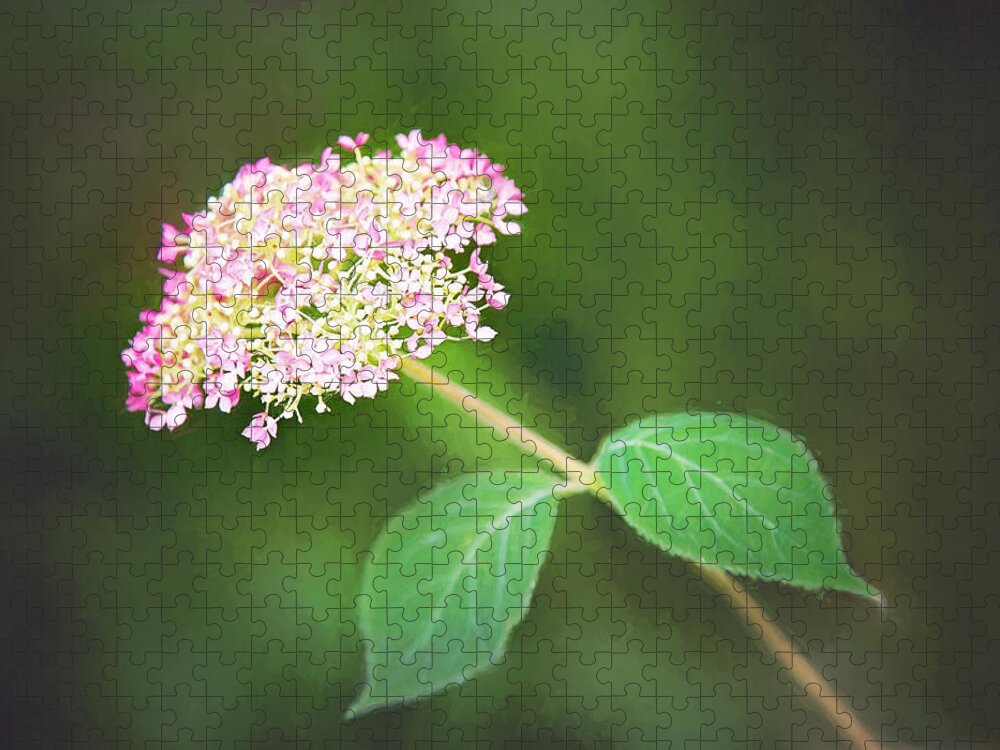 Nature Jigsaw Puzzle featuring the photograph New Hydrangea Bloom by Sharon McConnell