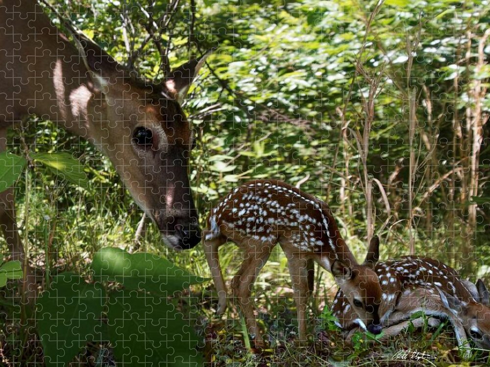Deer Jigsaw Puzzle featuring the photograph New Life by Bill Stephens
