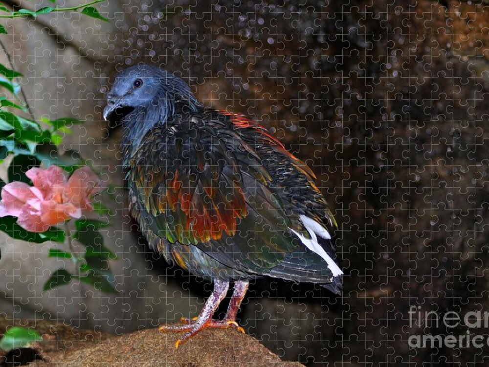 Birds Nature .wild Jigsaw Puzzle featuring the photograph Nicobar Pigeon 2 by Elaine Manley