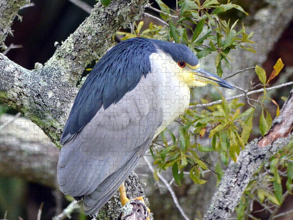 Black-crowned Night Heron Jigsaw Puzzle featuring the photograph Night Heron by Carla Parris