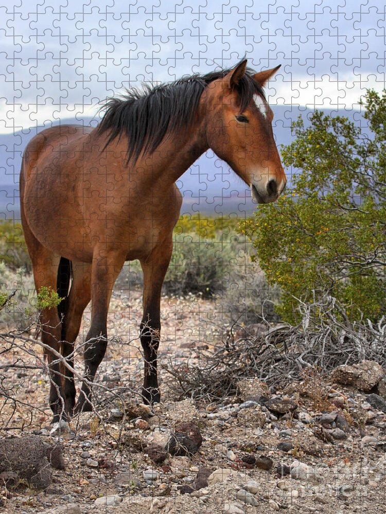 Mustang Jigsaw Puzzle featuring the photograph Nopah Mountains Wild Horse by Adam Jewell