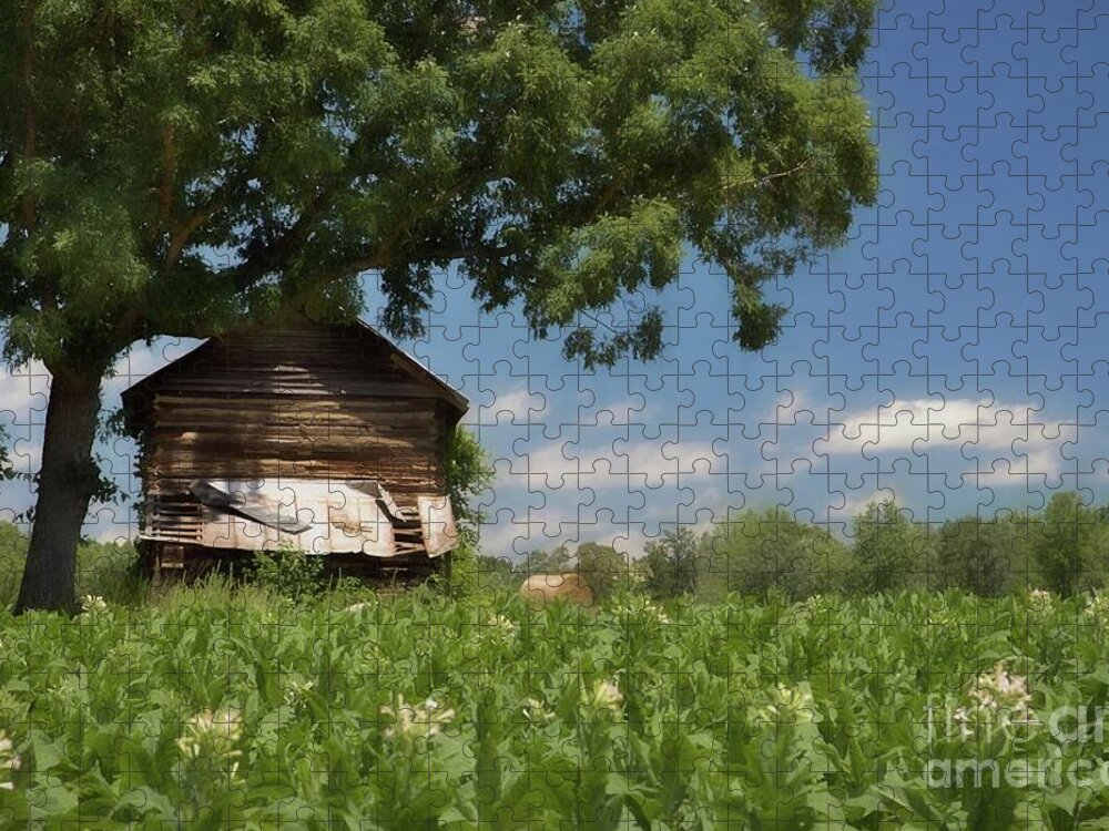Tobacco Jigsaw Puzzle featuring the photograph North Carolina Tobacco by Benanne Stiens