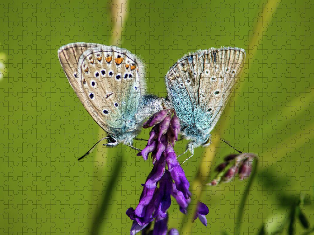 Northern Blue Jigsaw Puzzle featuring the photograph Northern Blue's mating by Torbjorn Swenelius