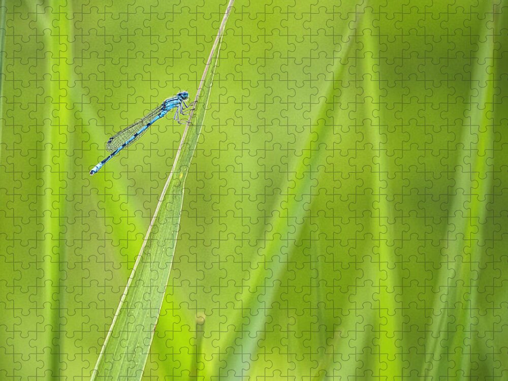 Damselfly Jigsaw Puzzle featuring the photograph Northern Bluet damselfly - Madison - Wisconsin by Steven Ralser
