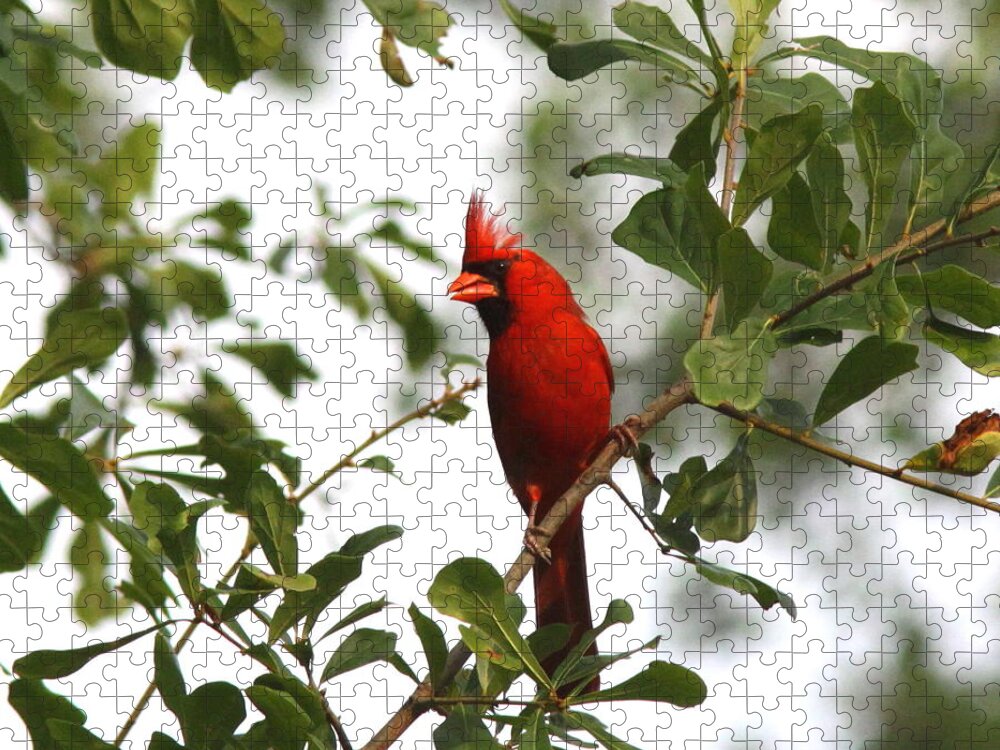 Northern Cardinal Jigsaw Puzzle featuring the photograph Northern Cardinal - In the Wind by Travis Truelove