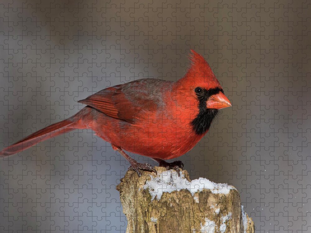 Red Jigsaw Puzzle featuring the photograph Northern Cardinal in winter by Mircea Costina Photography