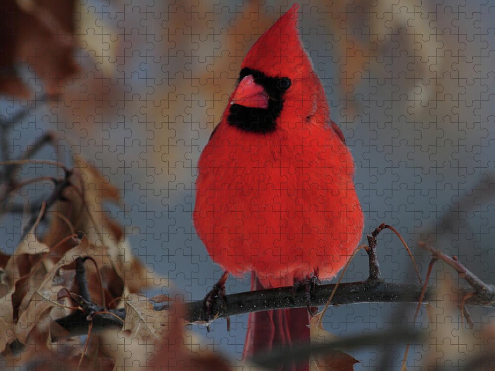 Northern Jigsaw Puzzle featuring the photograph Northern Cardinal by Mike Martin