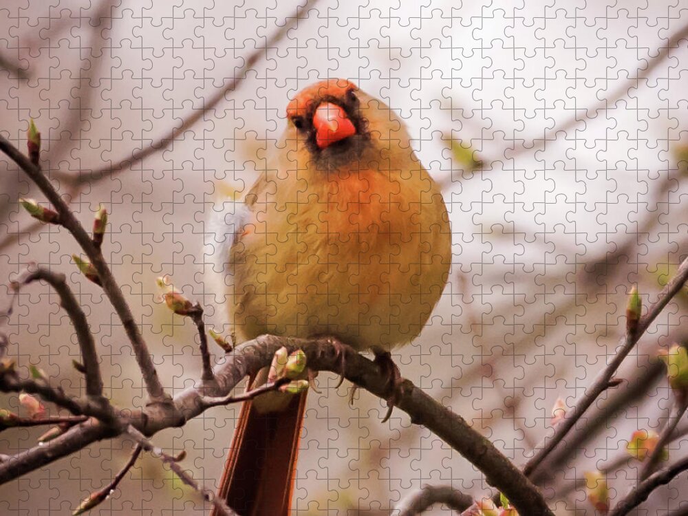 Terry D Photography Jigsaw Puzzle featuring the photograph Northern Female Cardinal Pose by Terry DeLuco