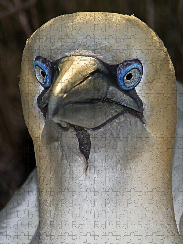 Wildlife Jigsaw Puzzle featuring the photograph Northern Gannet by Brian Wright