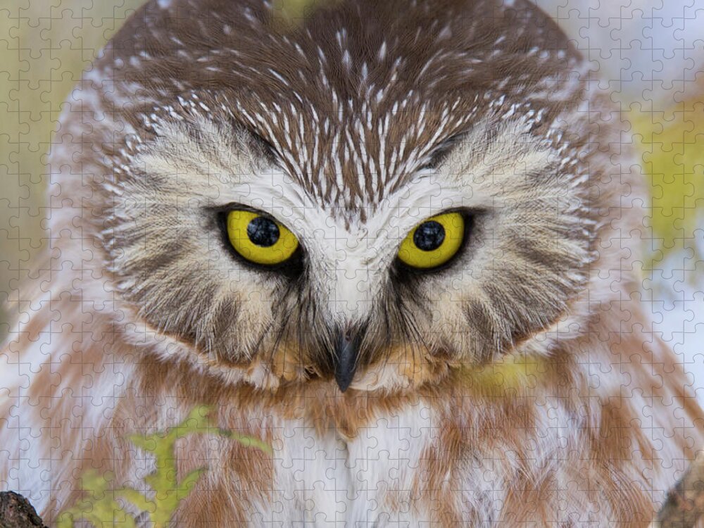 Northern Saw-whet Owl Jigsaw Puzzle featuring the photograph Northern Saw-whet Owl Portrait by Mircea Costina Photography