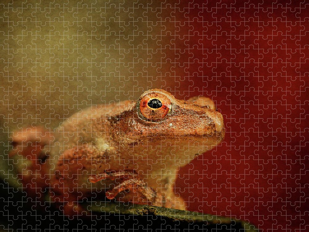 Cindi Ressler Jigsaw Puzzle featuring the photograph Northern Spring Peeper by Cindi Ressler