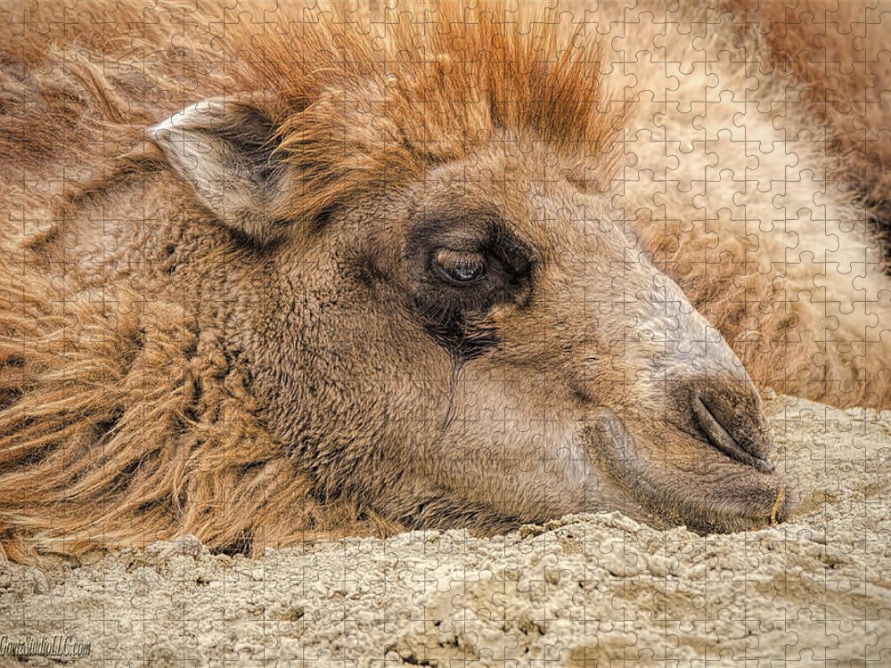 Not Humpday Camel Jigsaw Puzzle featuring the photograph Not Humpday Camel by LeeAnn McLaneGoetz McLaneGoetzStudioLLCcom