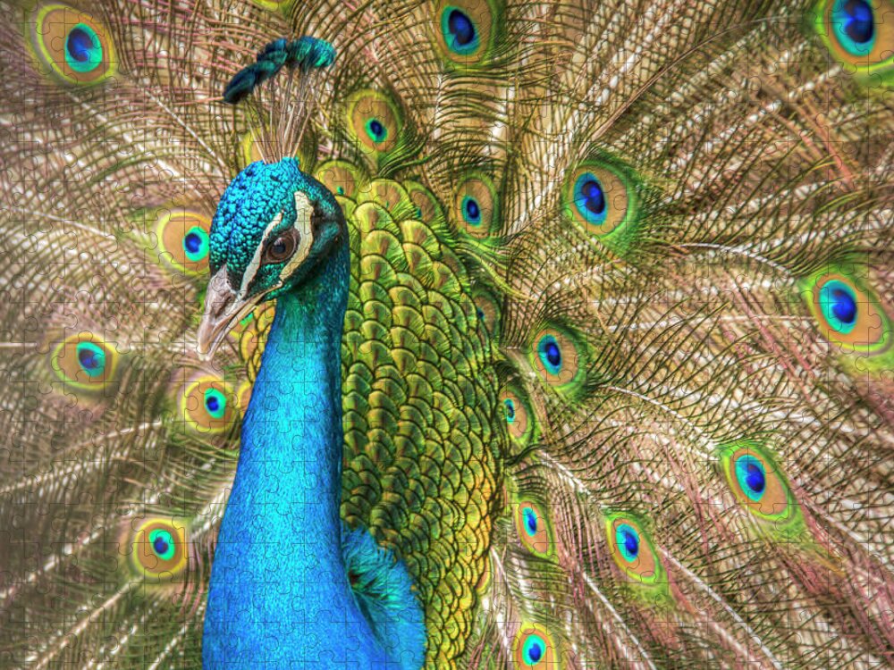 Peacocks Jigsaw Puzzle featuring the photograph Not Just A Pretty Face by Kristina Rinell