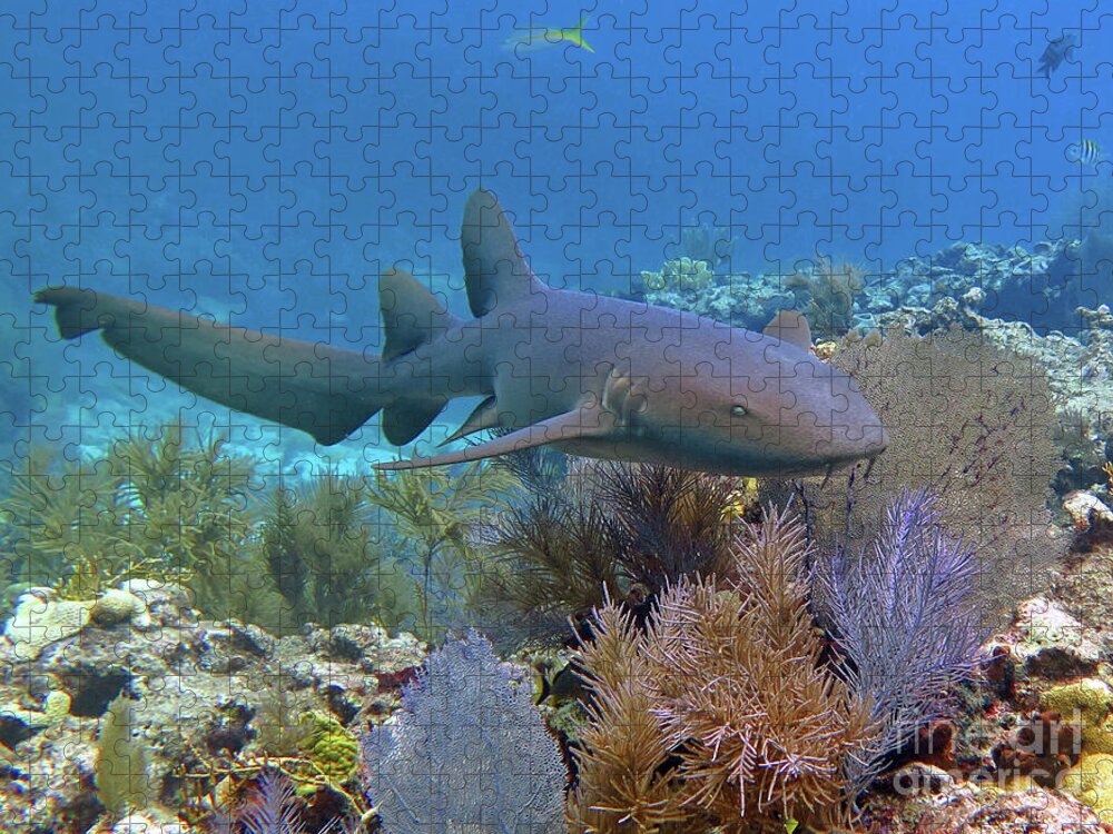Underwater Jigsaw Puzzle featuring the photograph Nurse Shark 5 by Daryl Duda